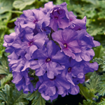 Verbena Vera Trailing Deep Blue